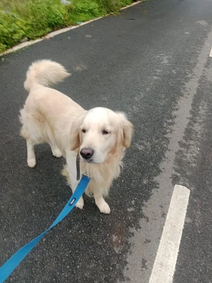 A Golden Retriever on his evening walk. Regular walks are essential for a dog's physical health and mental stimulation.