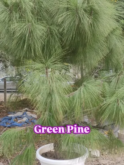 Another view of the beautiful Green Pine.