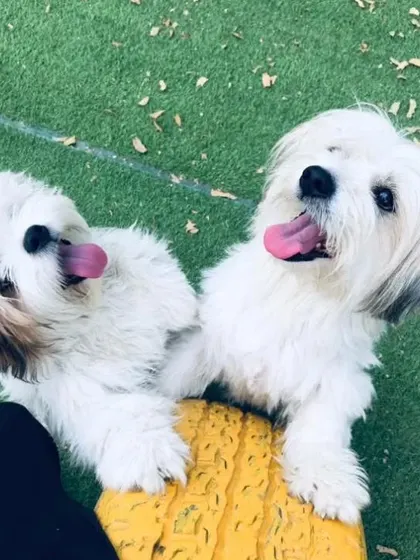 Another adorable shot of our Lhasa Apso duo, June and Teddy, looking up for treats.