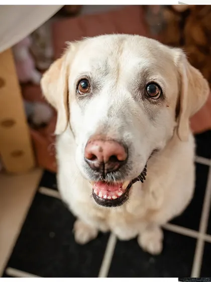 A close-up of Shelby's sweet face. Those soulful eyes have seen a decade of love with her family.