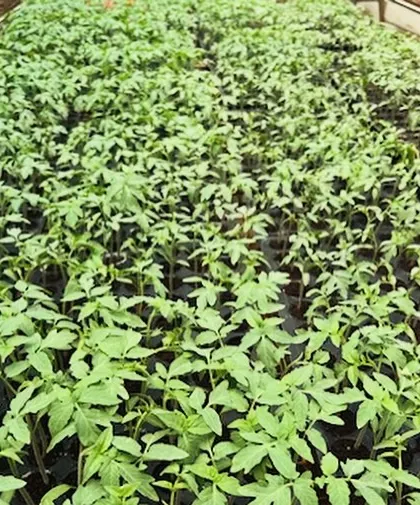 A sea of green. Our tomato seedlings are thriving and almost ready for transplantation into their final grow bags.