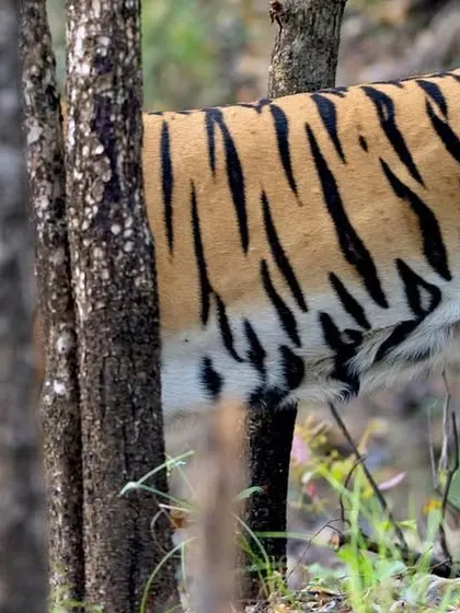 This shot gives a sense of just how huge and long a tiger can be. Walking partially hidden behind the trees, this tigress from Pench demonstrates the impressive size of these apex predators.