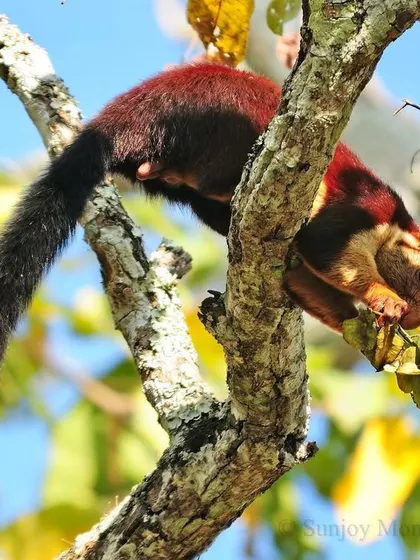 The Indian or Malabar Giant Squirrel can reach a length of three feet, tail included. This intensely colored, strictly arboreal creature adds a splash of rich maroon and black to the forest canopy of the Western Ghats.