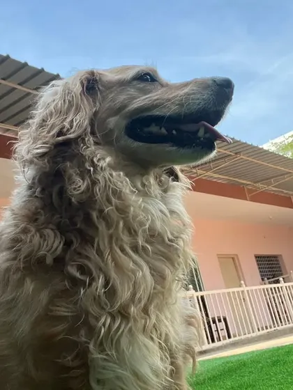 This golden retriever is taking in the sights and sounds of the play yard. The space is surrounded by trees, creating a calm atmosphere.