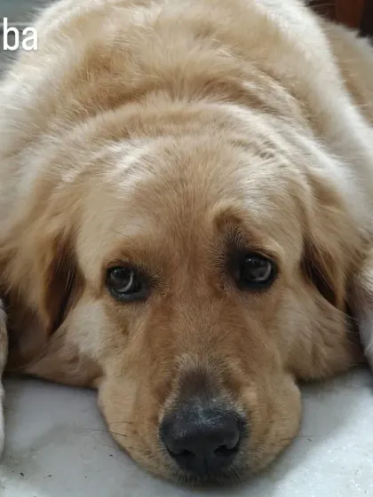 Simba the Golden Retriever has the sweetest, most expressive face. When he looks at you with those puppy-dog eyes, you just have to give him a cuddle.