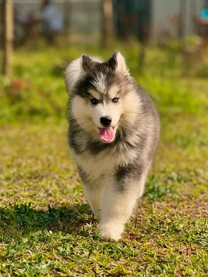 A fluffy husky puppy exploring the grounds. Our park is safe and welcoming for pups of all ages to build confidence and have fun.