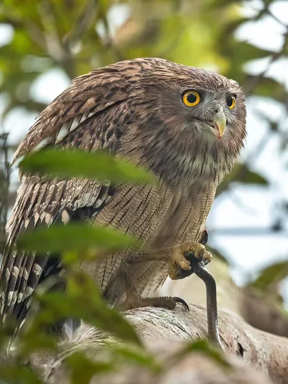 "The kiss of death." A Brown Fish Owl from Pilibhit Tiger Reserve with a snake kill, its intense yellow eyes staring right through the lens.