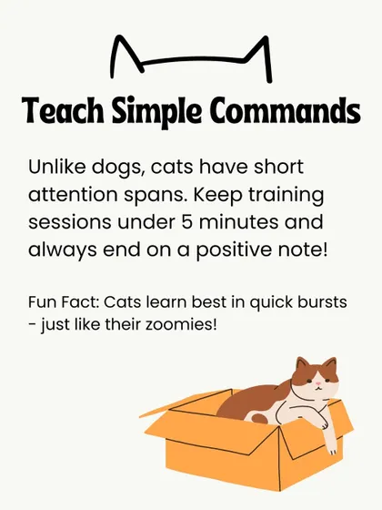 You can start by teaching simple commands like "sit" or "come." Cats learn best in quick, rewarding bursts.