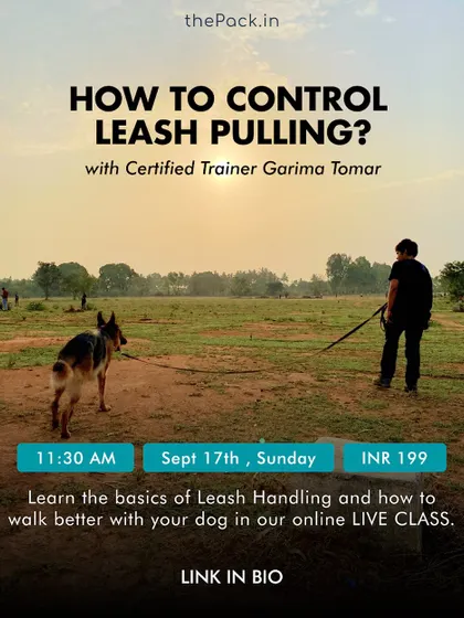 Leash pulling is one of the most common problems I help owners solve. This is from my online class where I break down the reasons dogs pull and provide simple techniques for calmer walks.