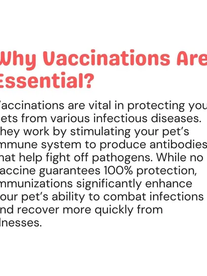 Vaccinations are vital for protecting your pet from infectious diseases by stimulating their immune system. While not 100% guaranteed, they significantly improve your pet's ability to fight off illness.