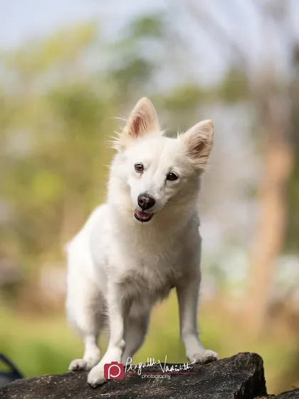 Neige, a lovely white Pomeranian mix, stands proudly on a rock. Using natural elements as props adds texture and interest to outdoor shots.