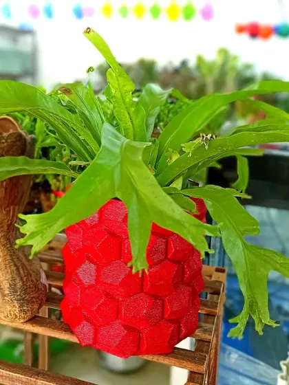 Our red patterned planter holds spreading green leaves, with the pot's raised surface visible beside the surrounding shop plants.