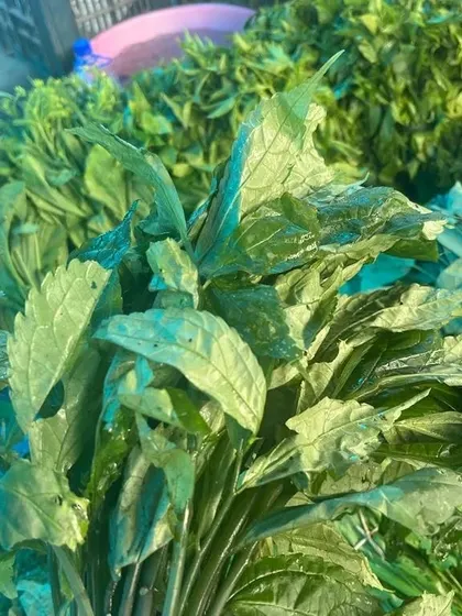 Freshly picked leafy greens, a staple in the Naga diet. We use a variety of wild and foraged leaves in our cooking, often simply boiled to retain their natural flavor and nutrients.