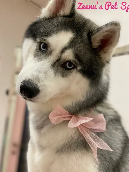 Sky the Husky looking pretty in pink. Her double coat has been thoroughly brushed out, leaving it soft, clean, and free of tangles.