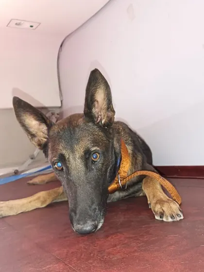 Another one of the five military dogs we transported, resting during the train journey. Their well-being is our top priority, and our handlers are trained for such special assignments.