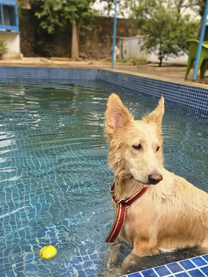 This beautiful dog is taking a moment to relax in the pool. Our serene, farm-like setting makes for a peaceful escape from the city hustle.