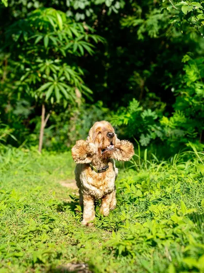 A Cocker Spaniel with ears flying, running through a lush green path. This is the kind of joyful, chaotic moment I love to capture in my outdoor sessions.