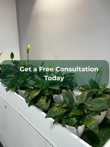 Our service begins with a free consultation to understand your space and needs. This image, featuring budding Peace Lilies, serves as an invitation to connect with us and discover how easily you can bring the benefits of nature into your office.