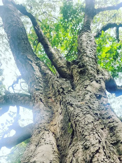Looking up into the vast canopy of a tree, we are reminded of the shelter and life that these gentle giants provide in the heart of our city.