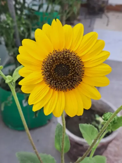 Another sunflower in a pot, showing how well they do in containers.