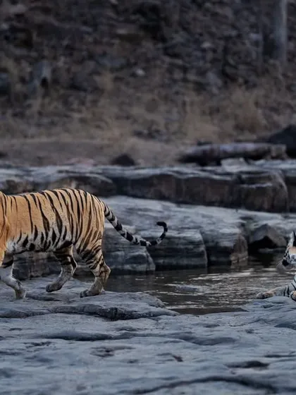 A cub walks past its sibling, who is relaxing in the cool water.
