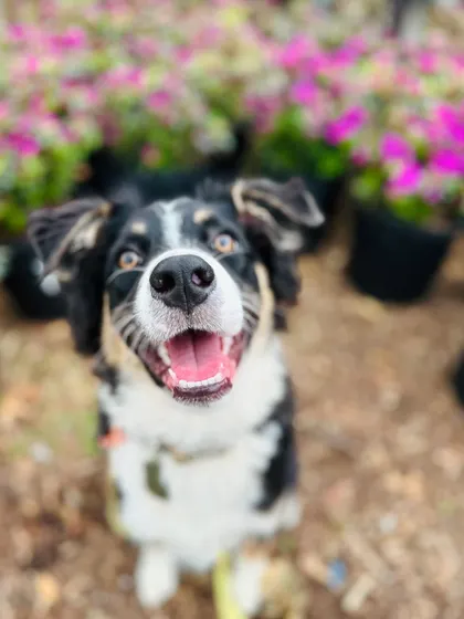 Miss Rosie, an Aussie puppy, looking happy and alert. She came to us for a confidence boost and to learn the basics, and she graduated with flying colors.