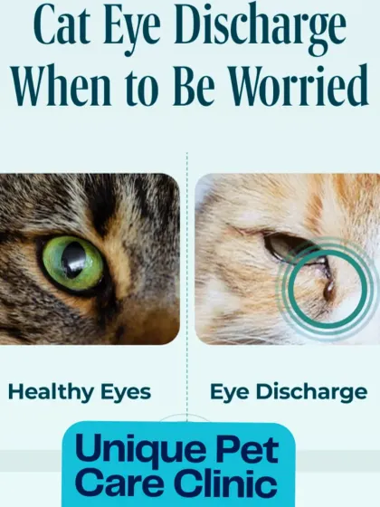 A cat's eyes can tell us a lot about their health. This infographic helps you distinguish between a healthy eye and one with discharge, explaining when it's time to seek professional veterinary care for issues like conjunctivitis.