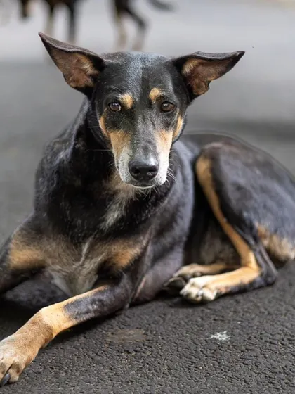 A street dog resting calmly on the pavement, looking inquisitively at the camera. This photo captures a moment of peace and shows the quiet dignity of these animals.