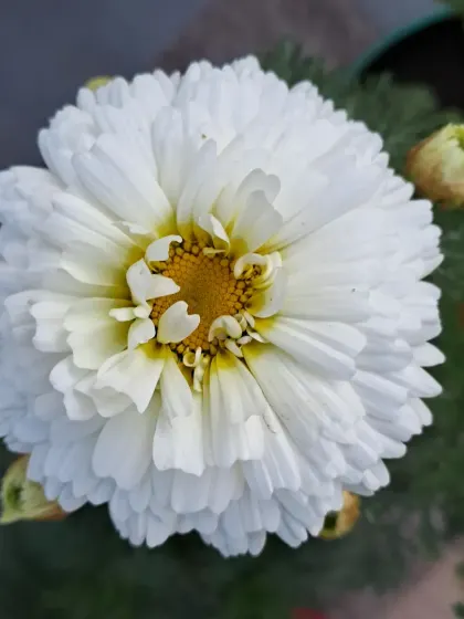 A white Chrysanthemum flower.