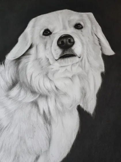 Pet portraits are a special kind of magic. For this piece, I used charcoal on a dark background to make the soft, white fur stand out. My goal was to capture the gentle soul I saw in his eyes, creating a lasting tribute for his family.