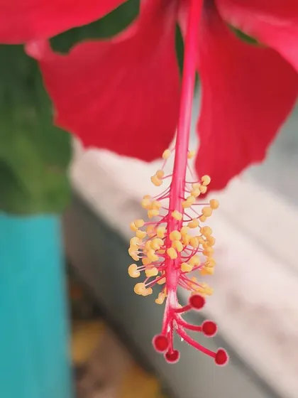A close-up of the hibiscus stamen.