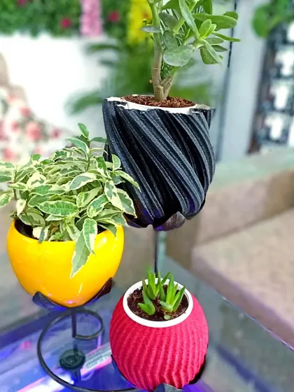 We group black, yellow and pink textured planters in this display, each holding a small plant in our shop.