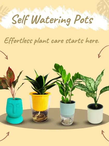 Forgetting to water your plants is a common problem, which is why I love these self-watering pots. They provide a consistent supply of moisture to the roots, preventing both over and under-watering. They are a perfect, stress-free solution for busy plant parents or beginners.