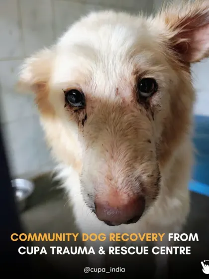 A portrait of hope. This image was taken as he was nearing the end of his treatment at the CUPA Trauma & Rescue Centre, ready to return to his community.