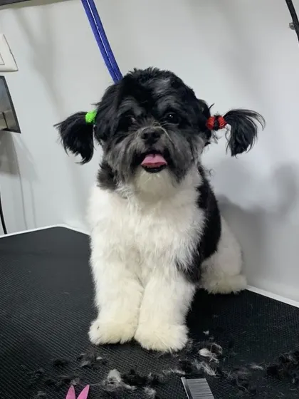 Meet Elvis, looking absolutely adorable after his grooming session. We love adding these little finishing touches, like his cute pigtails, to match his rockstar personality.
