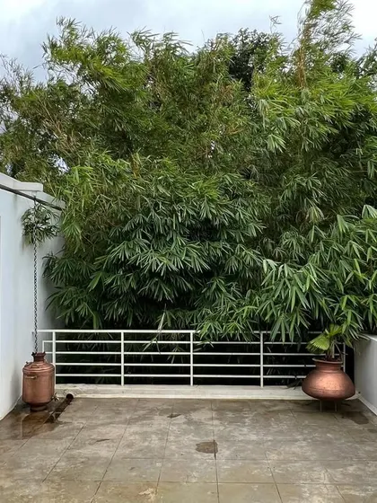 The terrace at our studio is screened by a dense wall of bamboo. This living screen provides privacy from the street and creates a tranquil, green cocoon, demonstrating our principle of integrating nature even in tight urban settings.