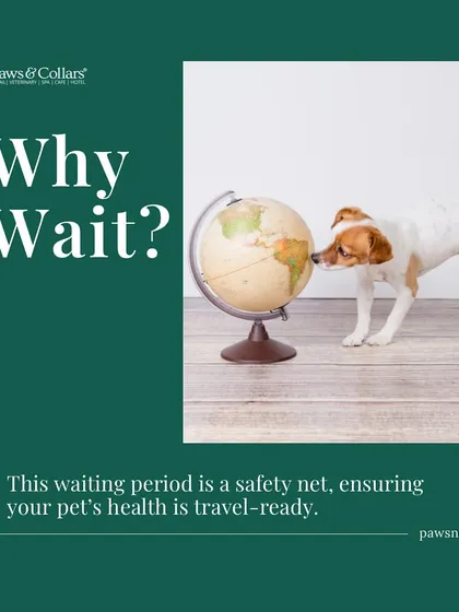 Why the wait? This waiting period is a global safety standard to ensure your pet is healthy, free of rabies, and fully prepared for travel.