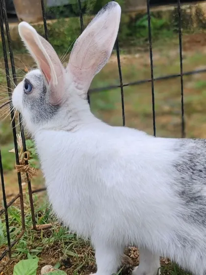 She loves to stand up and see what's going on outside her enclosure.