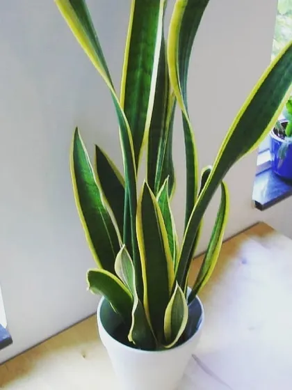 The popular Snake Plant (Sansevieria), a hardy and excellent air-purifying plant that we supply for many indoor projects.