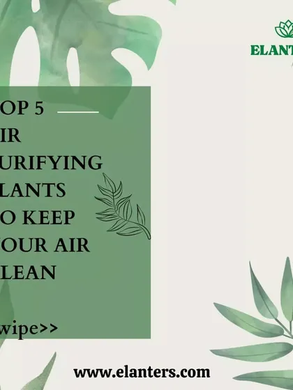 This series highlights my top 5 recommended air-purifying plants to keep your indoor air clean and fresh, naturally.
