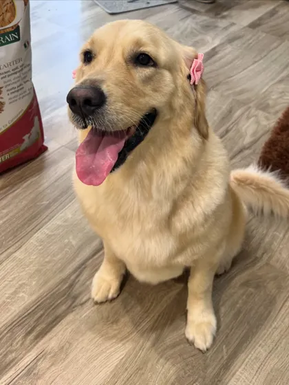 The final result: a beautifully groomed Golden Retriever, looking fresh and happy with cute accessories. This is the look of a pampered pup.