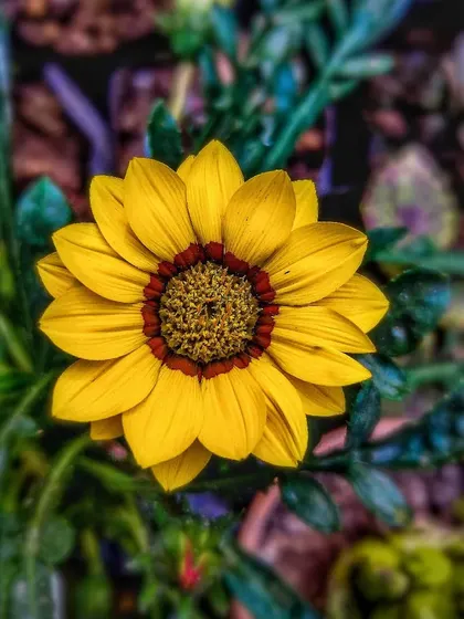 A close-up of a bright yellow Gazania flower. These daisy-like flowers are sun-loving and add a vibrant touch to pots and garden borders.