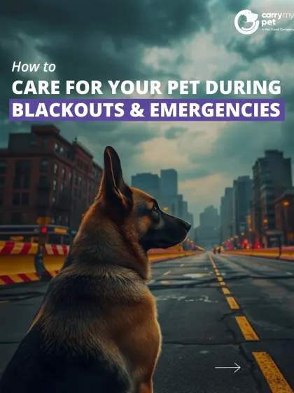 Emergencies can be stressful for pets. This guide explains how to care for your pet during blackouts or other unexpected events.