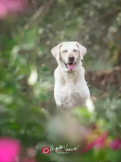 A happy Labrador peeking through the flowers. I often use natural elements like foliage to frame the shot, adding depth and a touch of whimsy to the portrait.