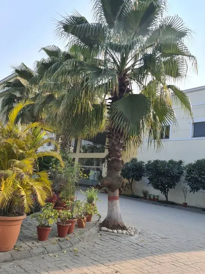 This is the entrance of a commercial building I landscaped. I used a combination of large Washingtonia palms, potted plants, and neat hedges to create a welcoming and professional green space.
