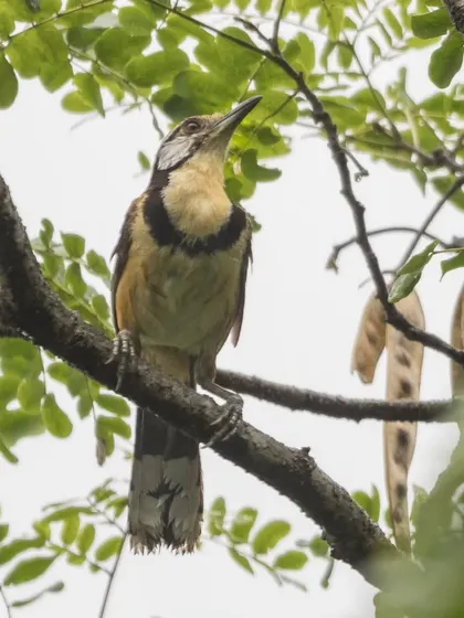 A clearer view of the Greater Necklaced Laughingthrush, showing its white supercilium and patterned necklace.