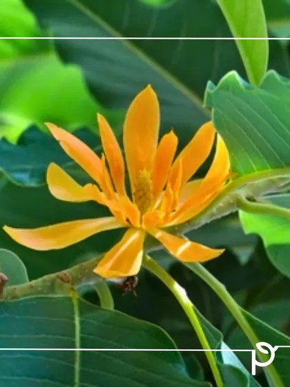 A single Son Champa flower in bloom. Its powerful fragrance can fill an entire garden, making it a superior choice for those seeking a sensory experience.