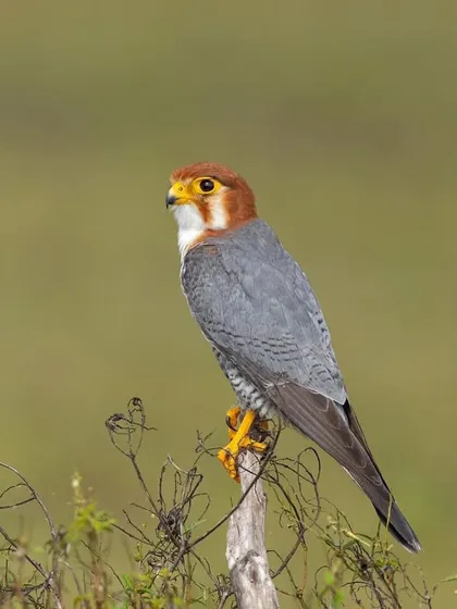 A full-body portrait of the Red-necked Falcon, showing its sleek, powerful build.