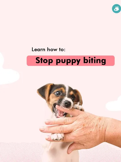 Are you struggling with common puppy problems like toilet training, biting, or socialization? My "Puppy 101" online class is designed to give you the tools and techniques to solve these issues yourself and raise a confident, happy dog.