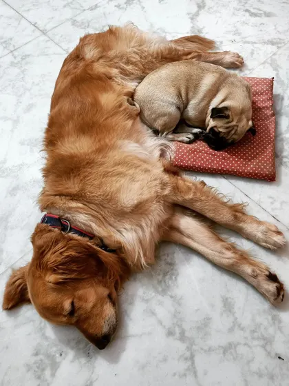 The best pillows are furry ones. Gundumani the Pug has found the perfect spot to snuggle up for a nap, right on top of Ceaser the Golden Retriever. This is what trust and friendship look like in our home.
